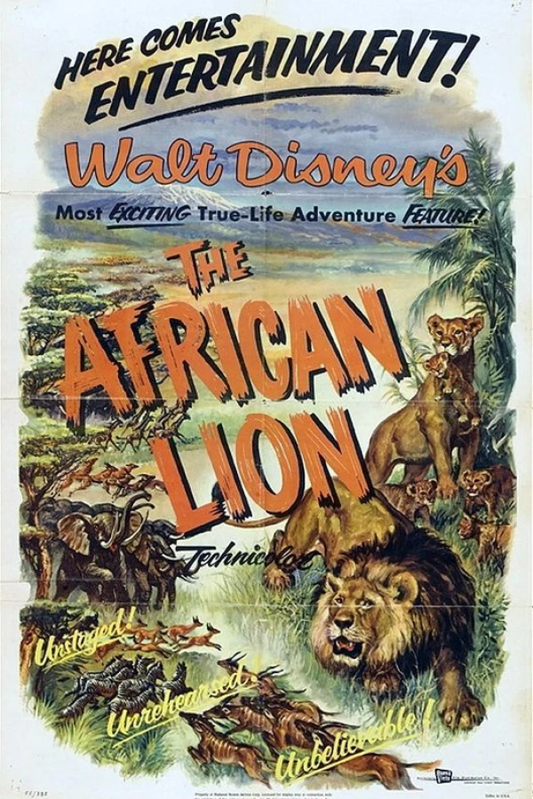 The African Lion Póster